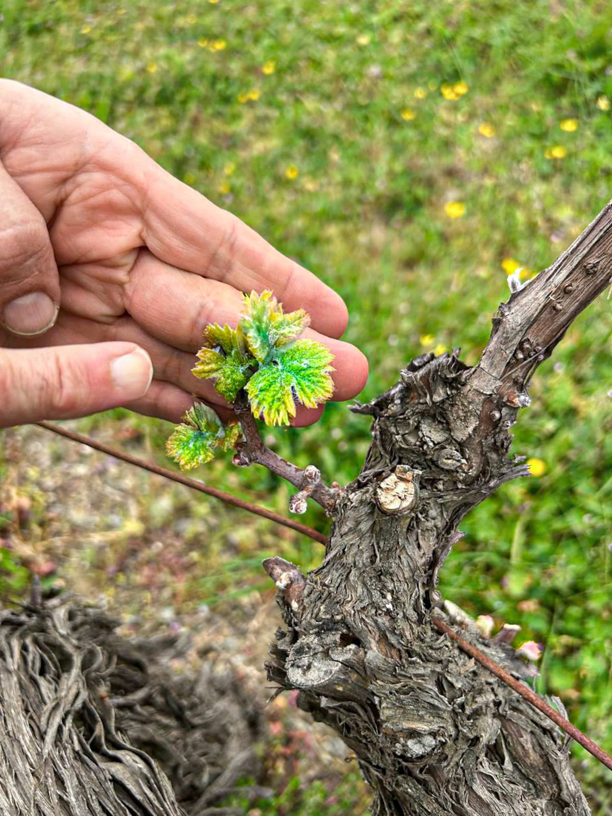 Terroir & Origin