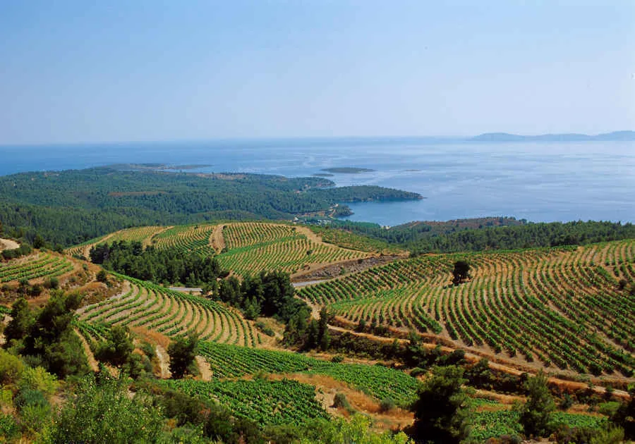 Domaine Porto Carras: From then to now